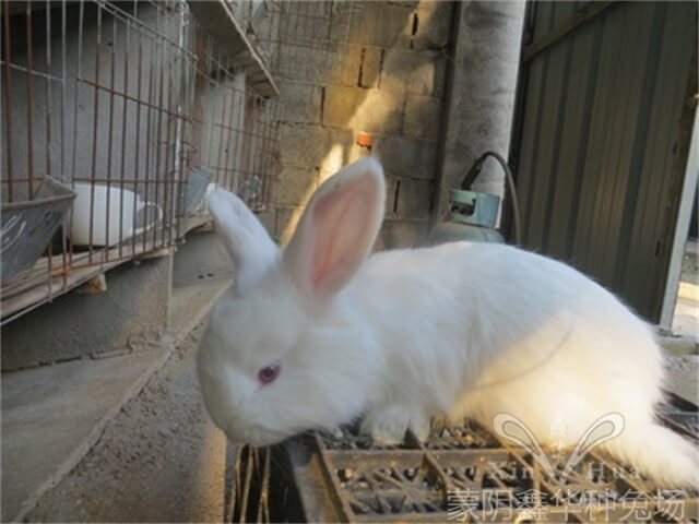長(zhǎng)毛種兔