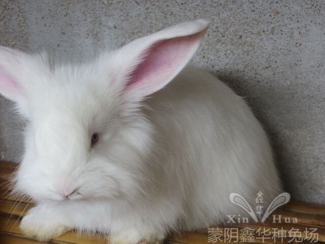 長(zhǎng)毛種兔