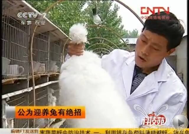 長(zhǎng)毛種兔