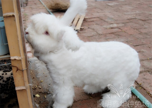 長(zhǎng)毛種兔