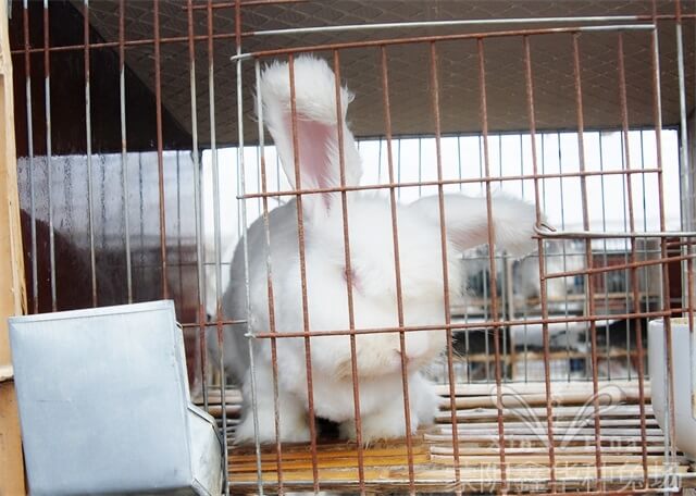 長(zhǎng)毛種兔