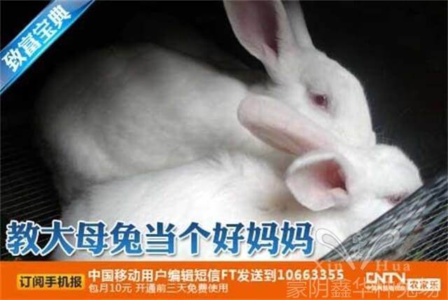 長(zhǎng)毛種兔