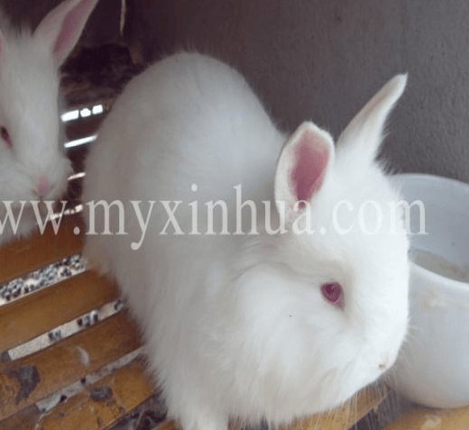 長(zhǎng)毛兔