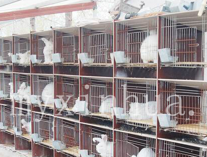 兔子養(yǎng)殖在冬季的養(yǎng)殖要注意哪些？