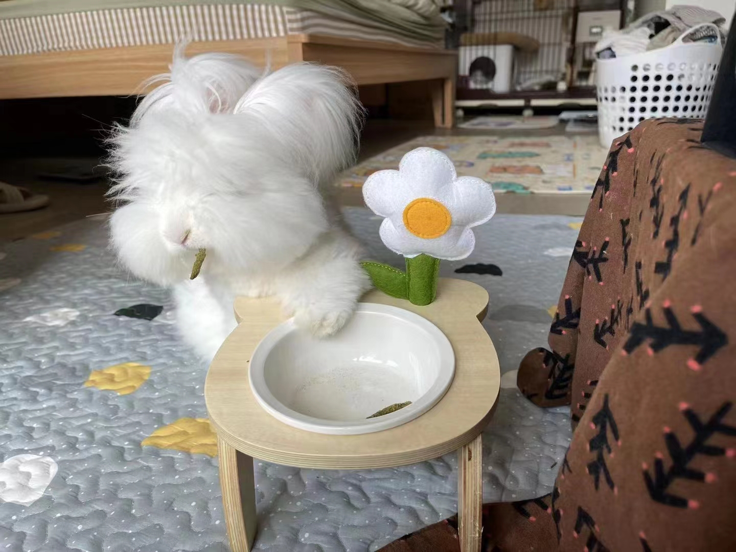 蒙陰長(zhǎng)毛兔這么可愛，上海人養(yǎng)不養(yǎng)？