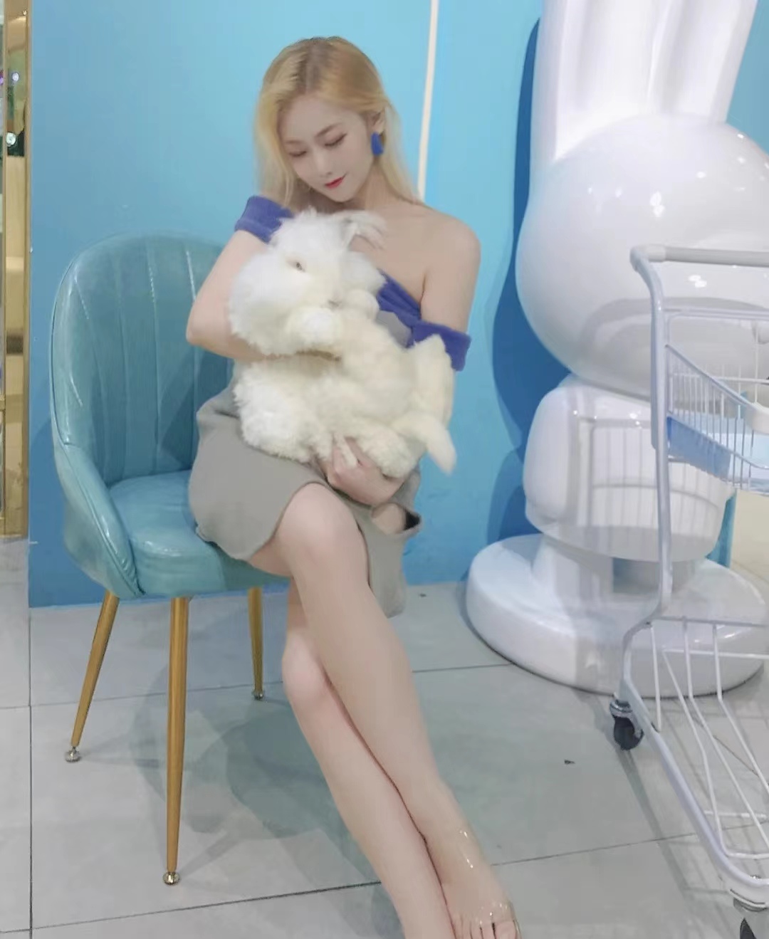 安哥拉兔是長(zhǎng)毛兔的一種